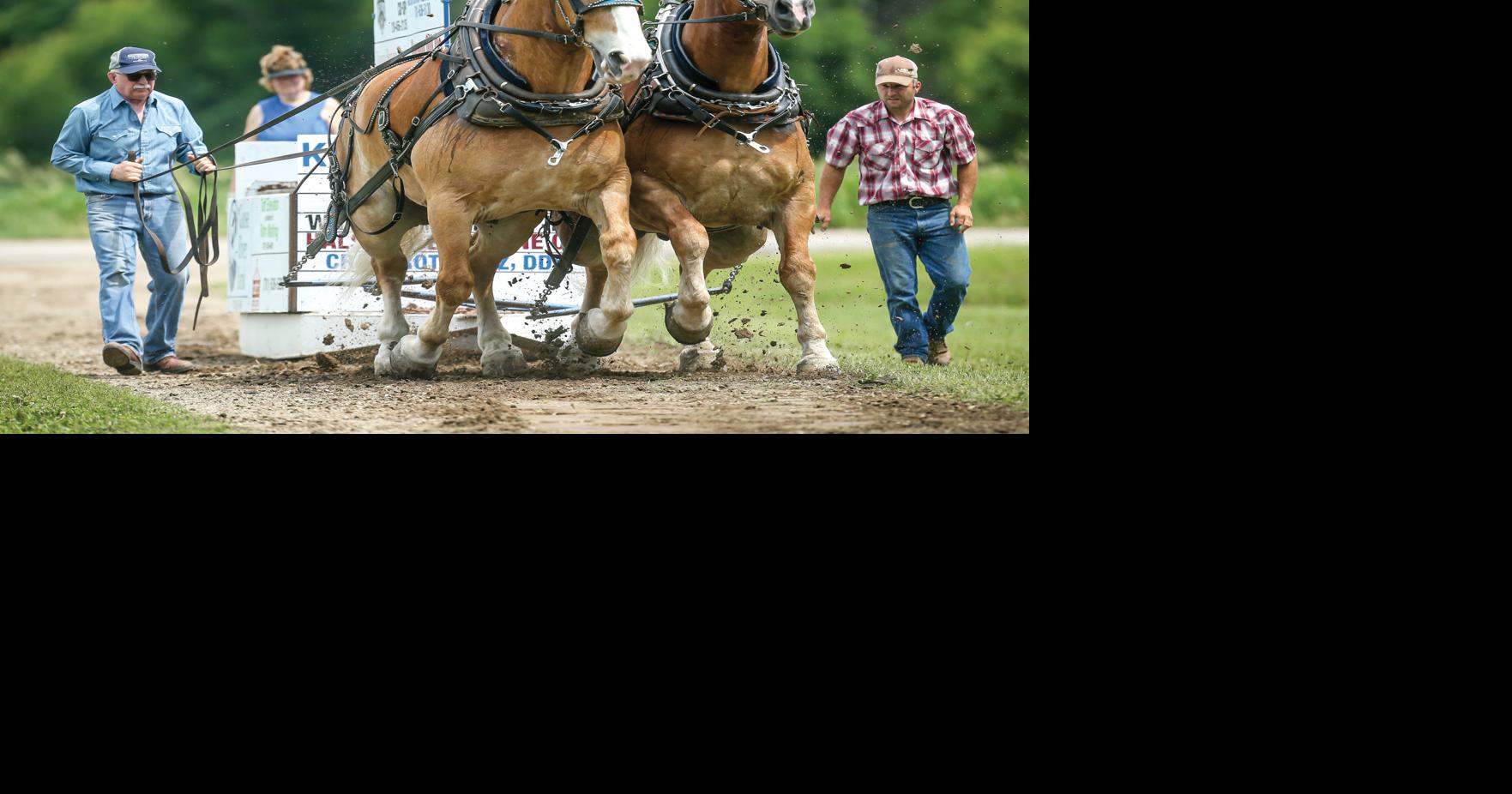 Hillsboro Days horse pull out, but rib cookoff added to menu | News ...