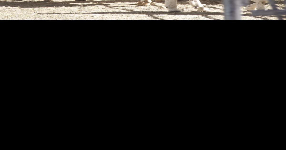 Apple Fest at Bittersweet Blessings Farm is this weekend Local