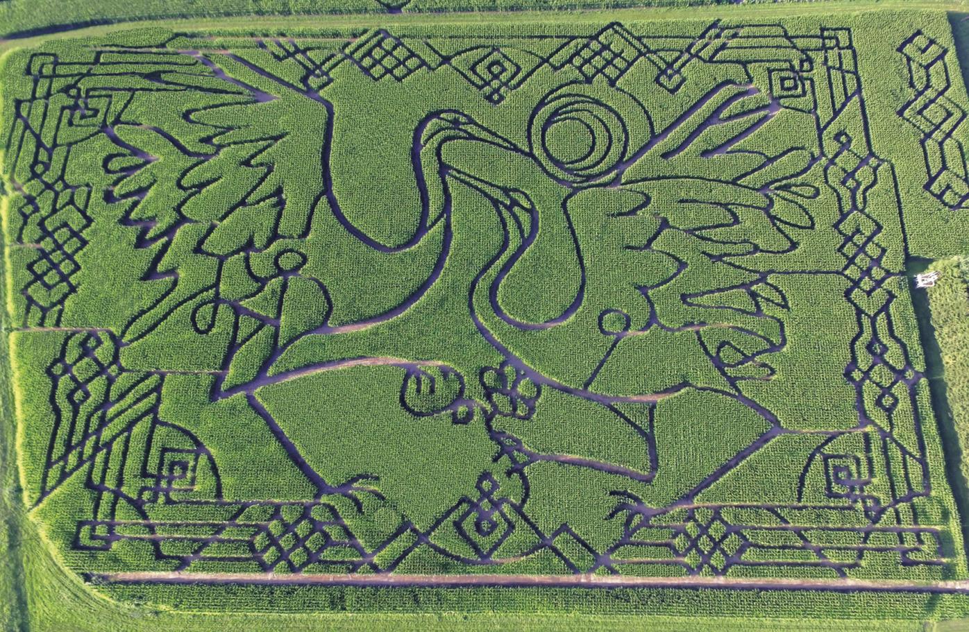 Treinen Farm To Dance With The Cranes Lodi Enterprise Hngnews Com
