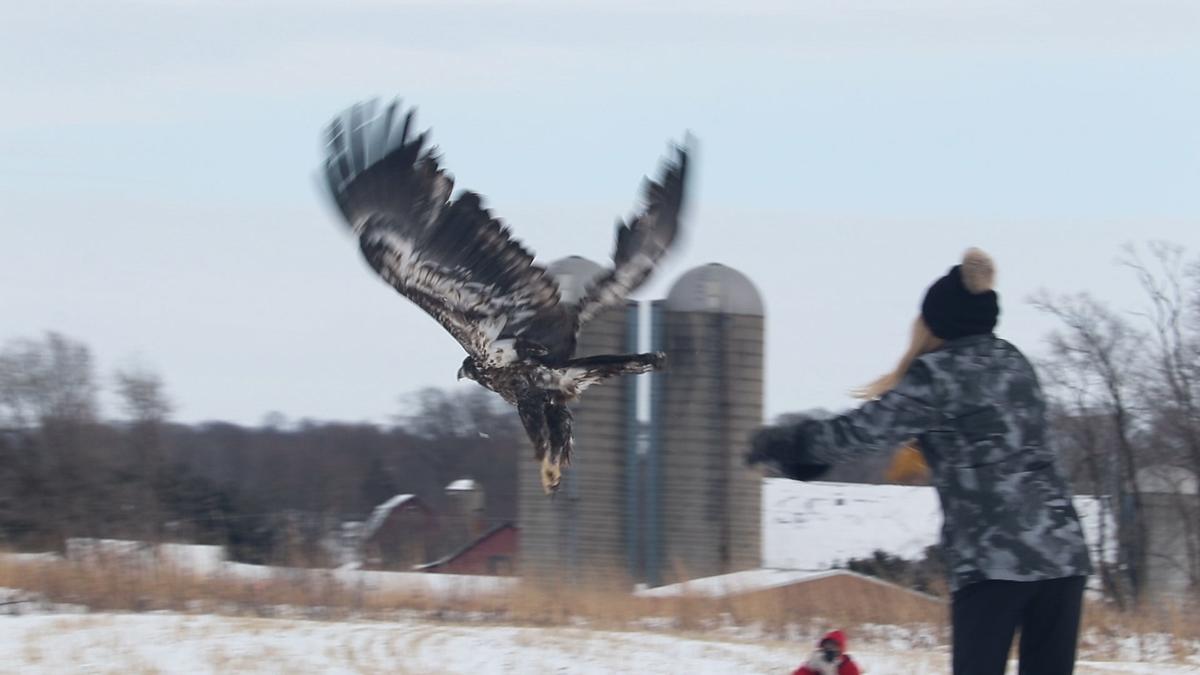 Eagle takes flight
