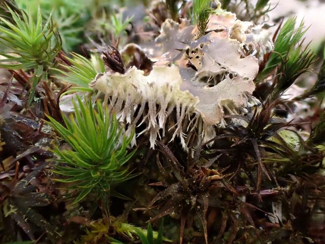 Dog-tooth lichen