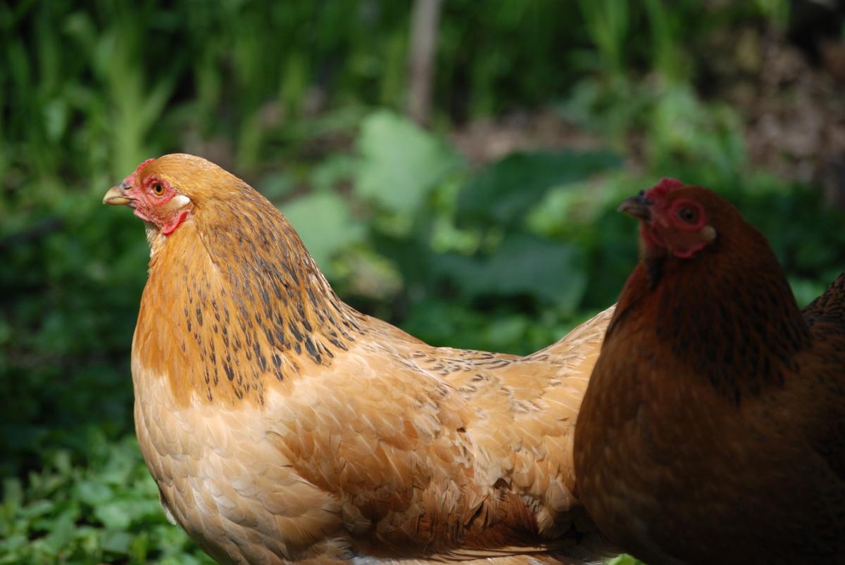 Council Approves Drafting Of Urban Chickens And Bees Ordinances