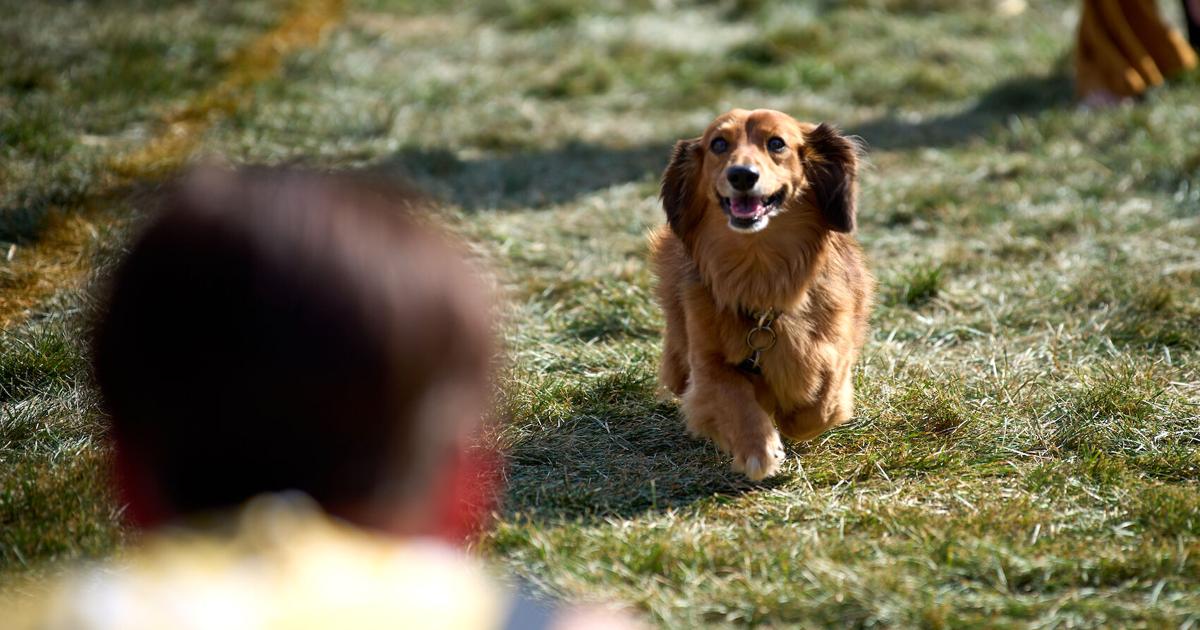 Oscar’s Admirable Third Place at the Annual Dachshund Dash Oscar’s Admirable Third Place at the Annual Dachshund Dash