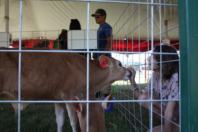 Lodi Agricultural Festival 2023 Local