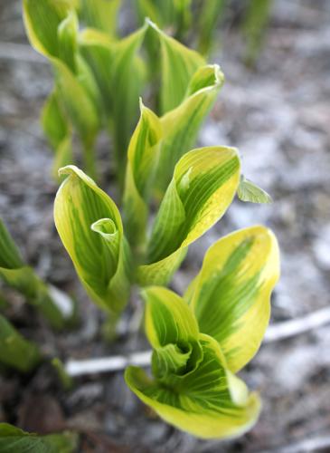 Land Of The Giants Hosta Farm