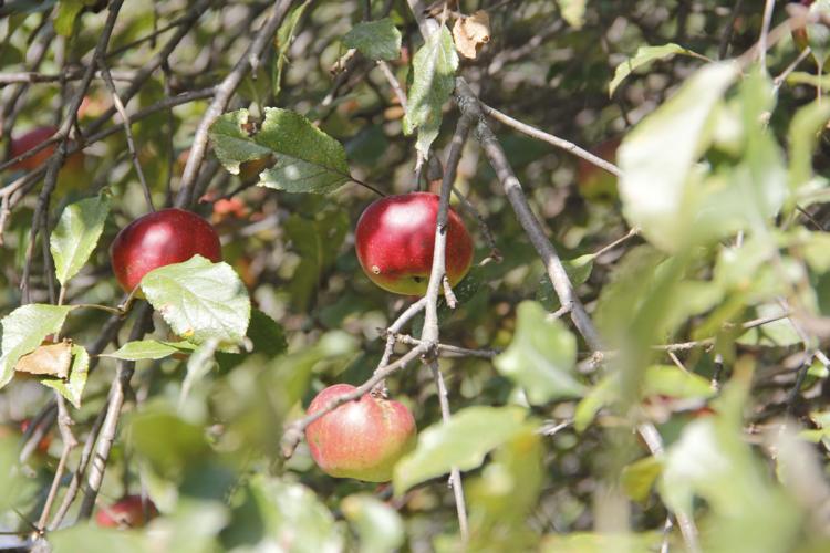 AppleFest debuts at Bittersweet Blessings Farm Cambridge News / Deerfield Independent
