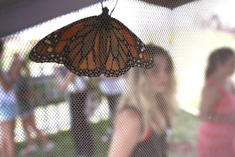 Lodi Ag Fair Butterfly Tent