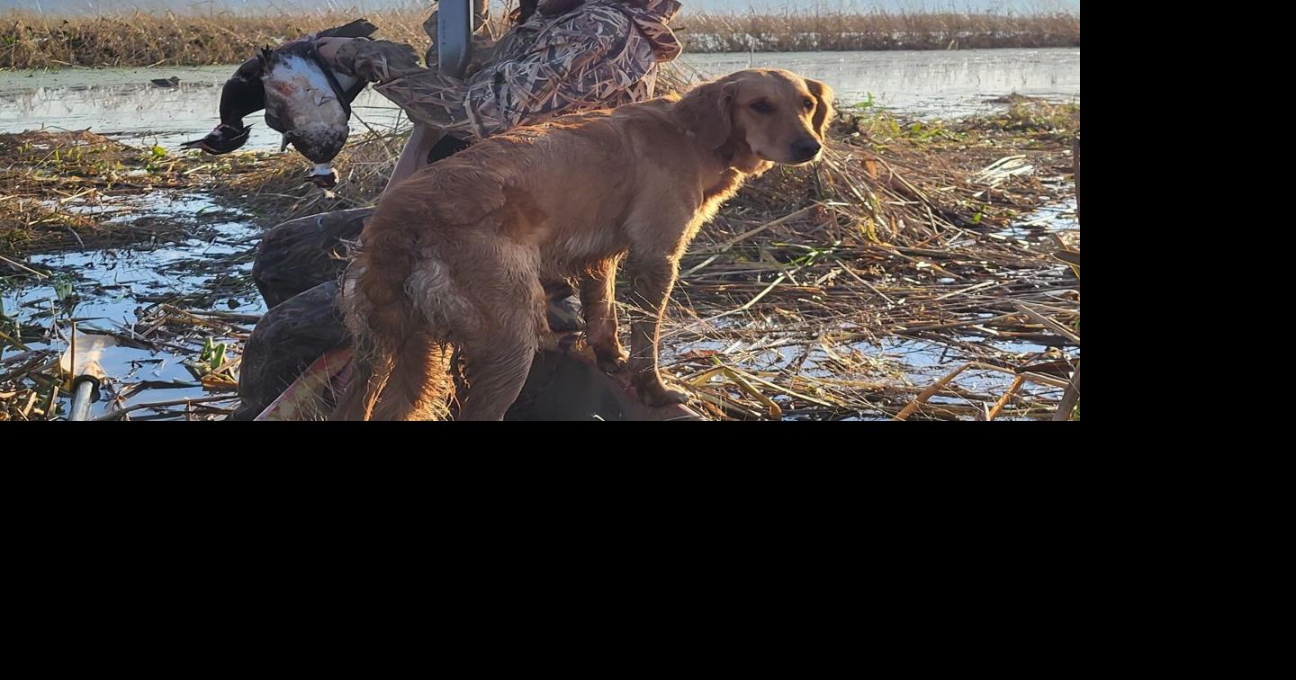 Mississippi River duck hunt 2023 Sports