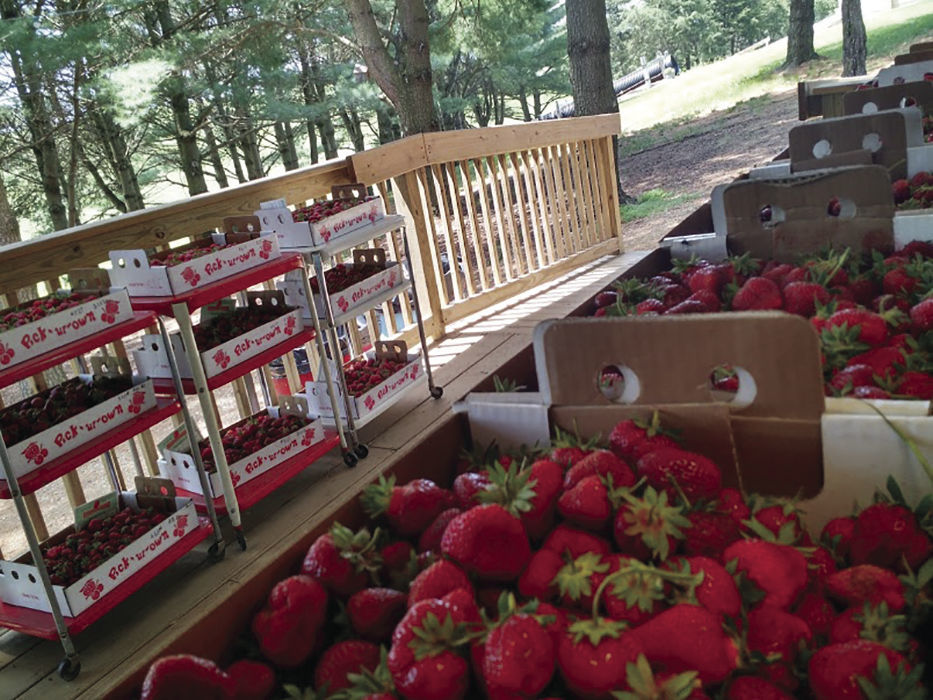 Area Farms To Open U Pick Strawberry Fields Soon Enterprise Press   5edfad8e7cdb4.image 