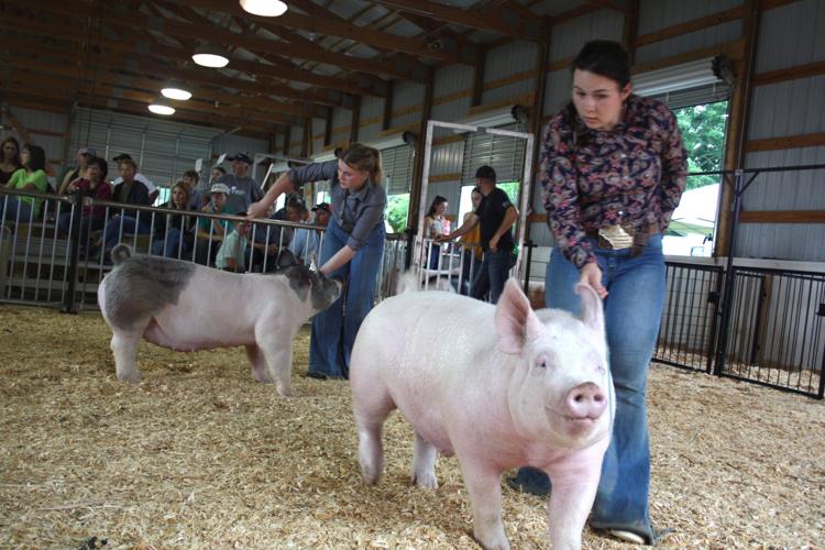 Senior swine showing at the Lodi Ag Fair