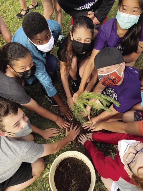 Tree planting
