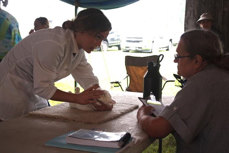 Rabbit judging at the Lodi Ag Fair