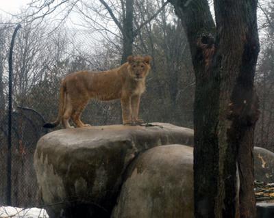 Henry Vilas Zoo welcomes Pelo the lion | Regional | hngnews.com