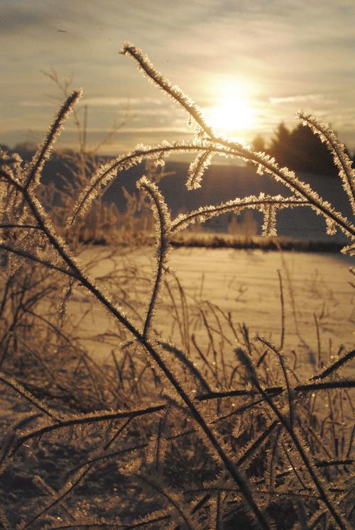 Golden February
