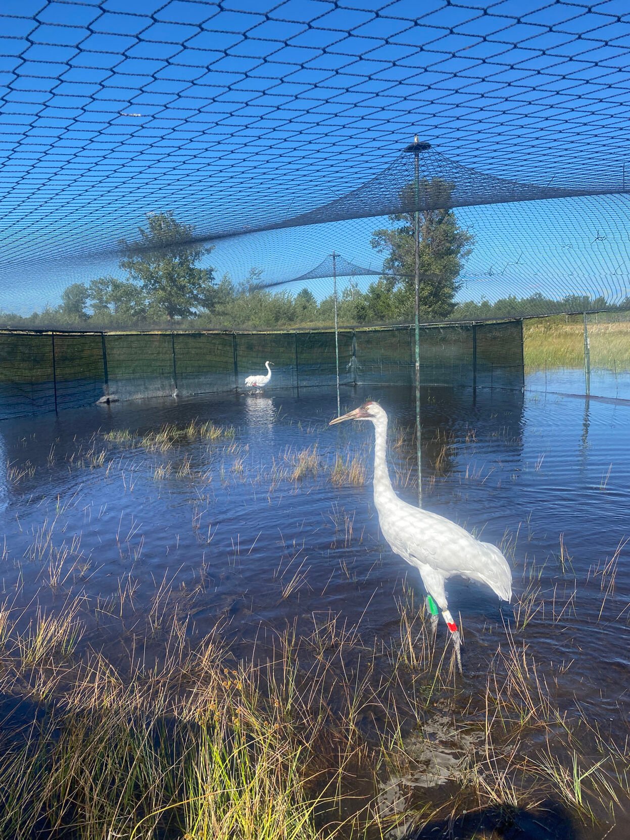 Whooping Cranes migrate to Wisconsin from Canada News