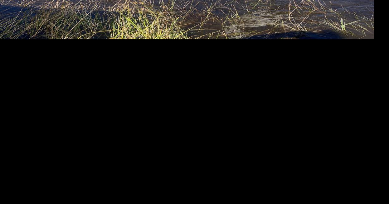 Whooping Cranes migrate to Wisconsin from Canada News