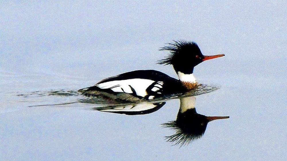 Reflecting On Red Breasted Mergansers Sports Hngnews Com