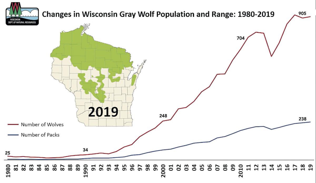 As wolves recover, calls in Wisconsin to end endangered species listing