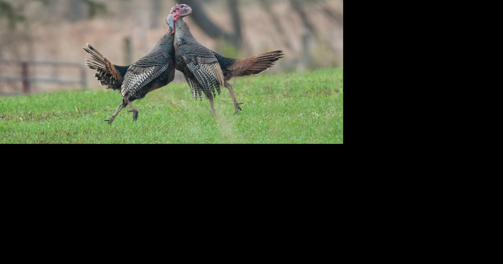 Feathered Feature: Wild turkey put on a show | Arts And Entertainment ...