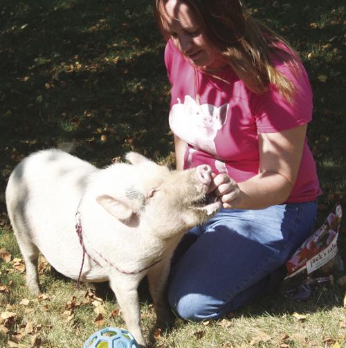 Homeowners Ordered To Get Rid Of Potbelly Pig Monona Cottage