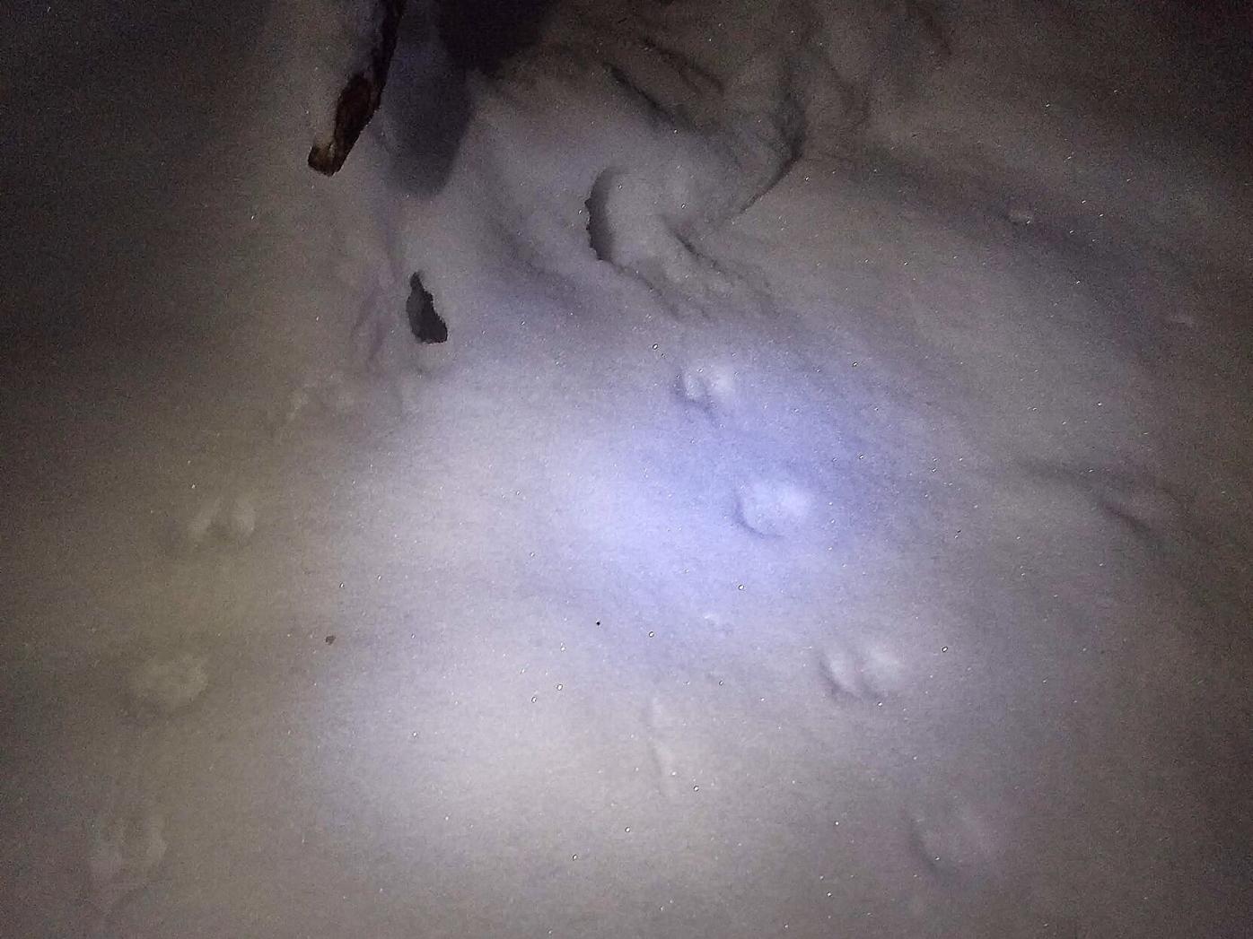 Weasel tracks disappearing into the snow