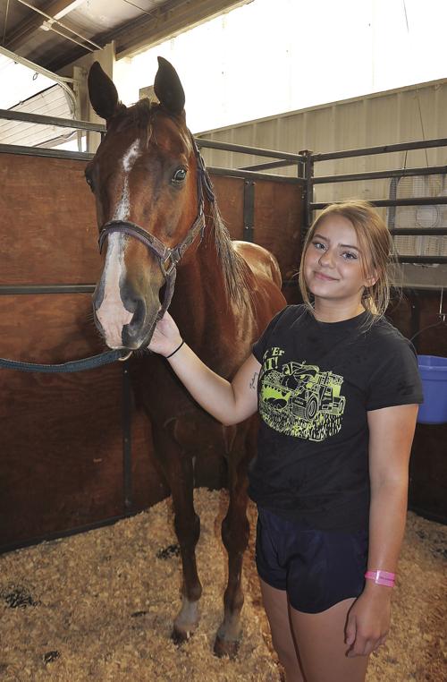 Fair horse
