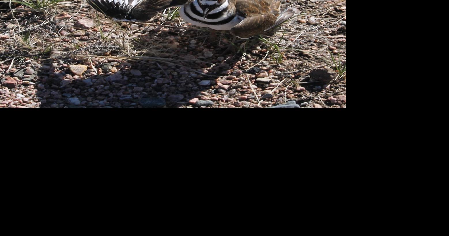 The unique but familiar killdeer | Columns | hngnews.com