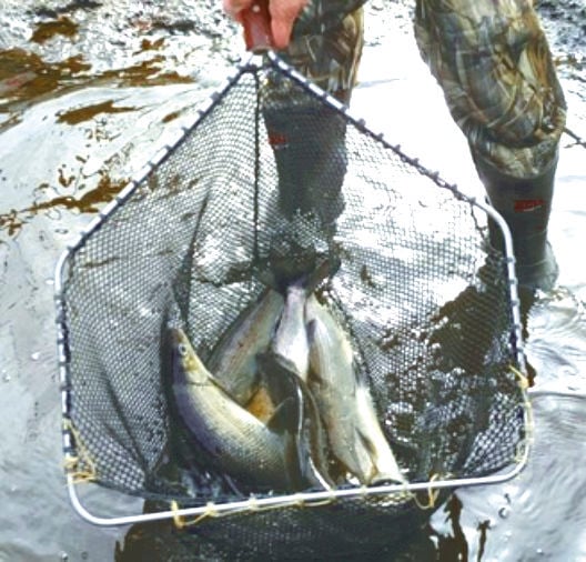 DNR moves to allow increased commercial take of Green Bay whitefish