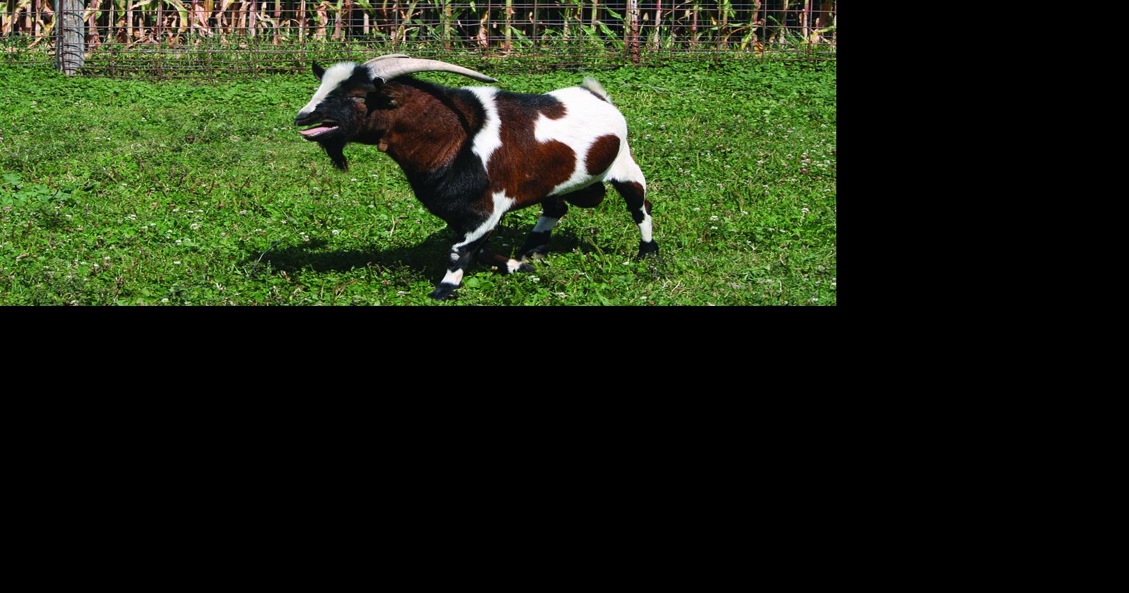 Got goat? New fundraiser will raffle him off | Local | hngnews.com