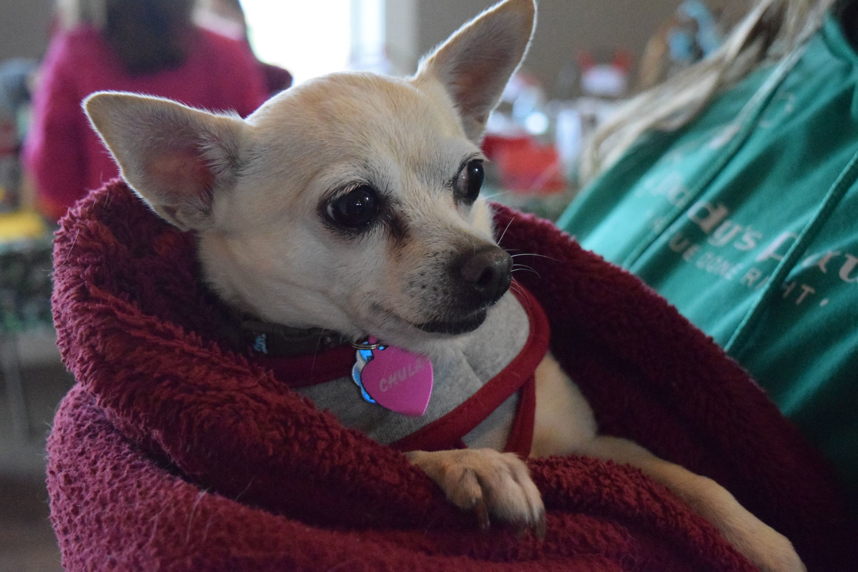 paddy paws the puppy