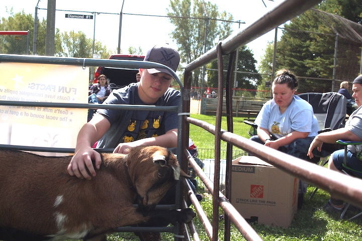 Goat petting at Windsorfest
