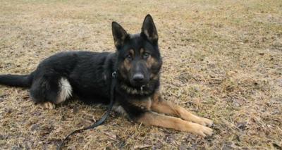 Cottage Grove Pd Chooses K 9 Local Hngnews Com