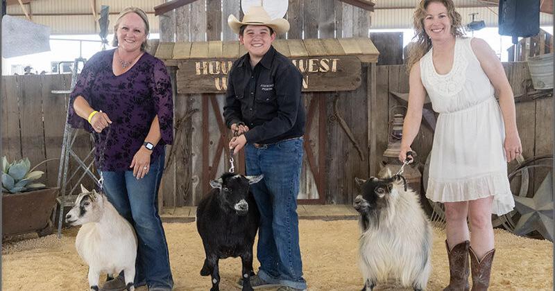 American Pygmy Goat Champions Crowned at National Convention Nation