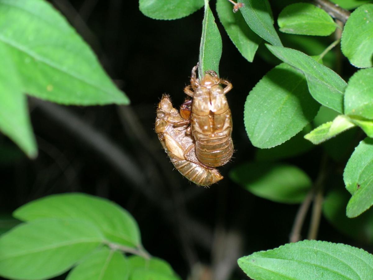 Cicadas to return on 17year cycle to southern Wisconsin Regional