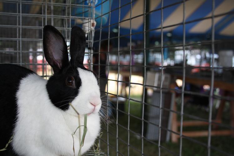 Lodi Agricultural Festival 2023 Local