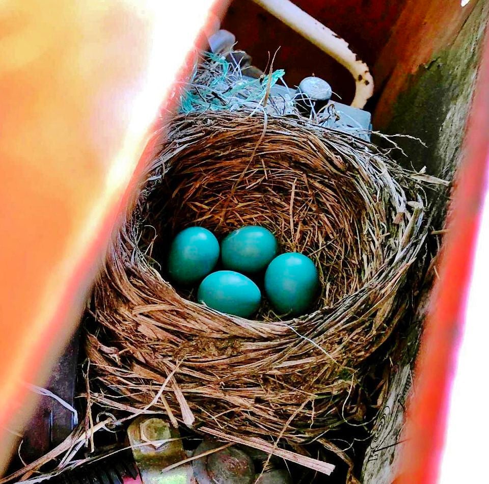 Robins Find Unusual Nesting Spots Mcfarland Thistle Hngnews Com