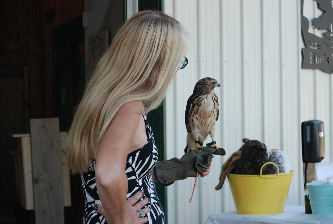 "Dandy," the broad-winged hawk