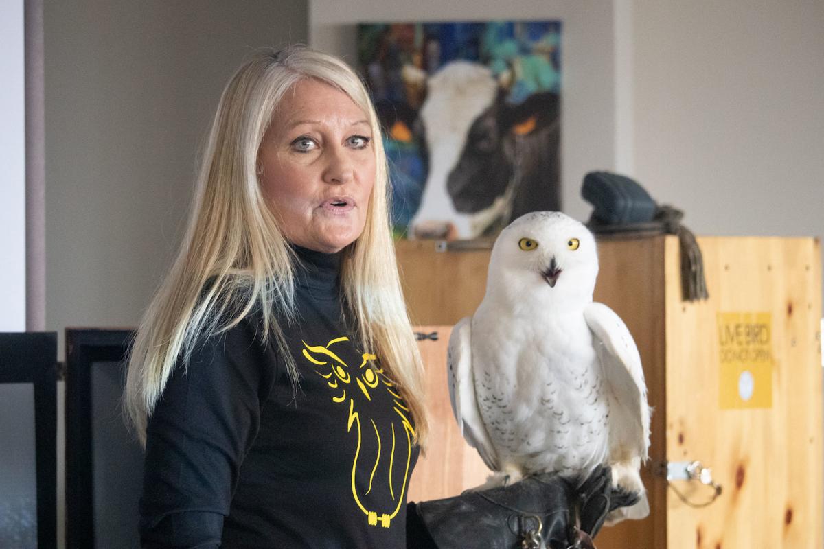Wesley the snowy owl