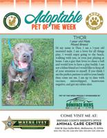 Adoptable Pet of the Week