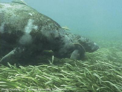 manatee eating seagrass