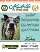 Adoptable Pet of the Week