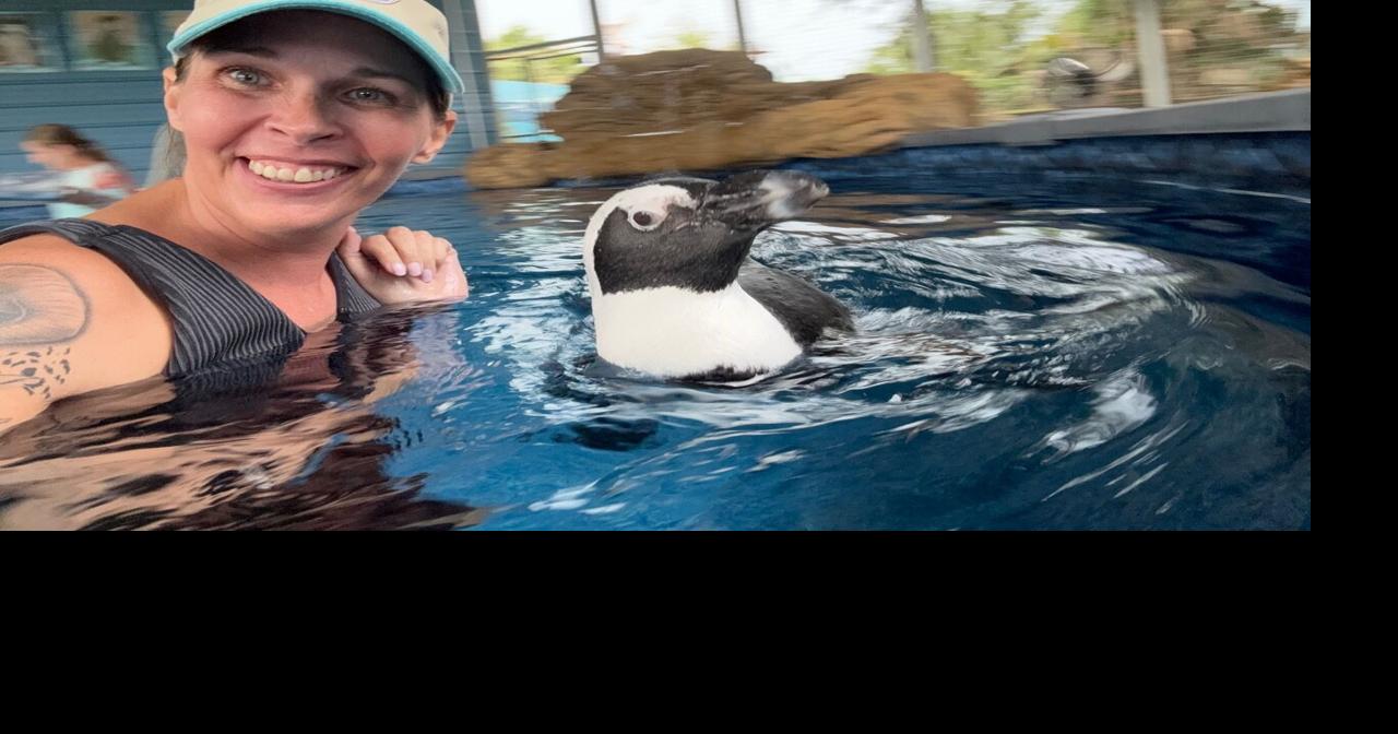 One Tank WonderPenguins, pool time and plenty of personality | Melbourne | hometownnewsbrevard.com