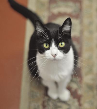 Society S Calendar Contest Now Open Cat Adoption Fees Reduced