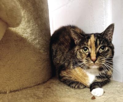 Humane Society Initiates Home For The Pawlidays News