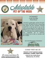 Brevard County Adoptable Pet - Week of July 2, 2021