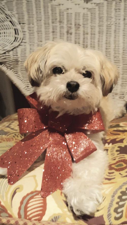 Brevard County Pet of the Week - Week of March 5, 2021