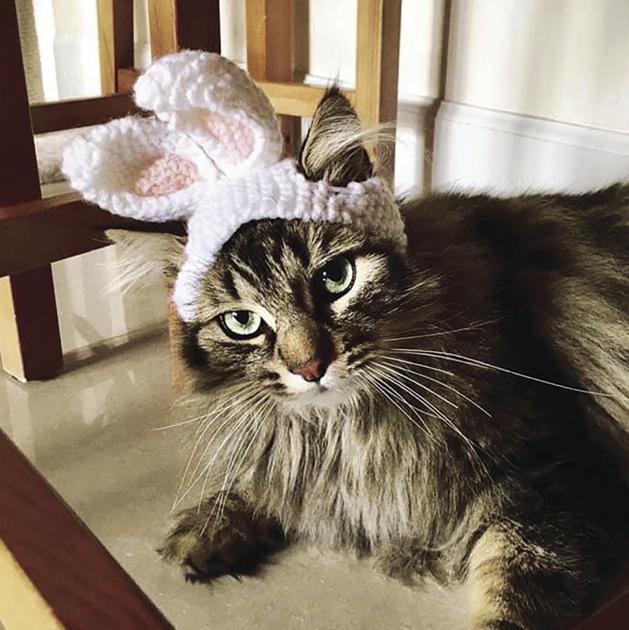 Pet Of The Week Week Of April 10 2020 Contests