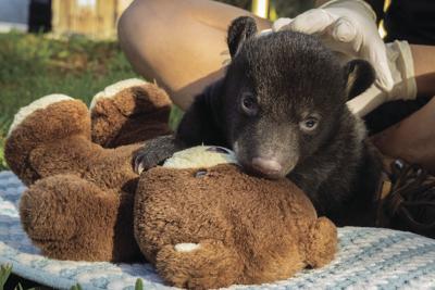 Brevard Zoo Nominated As 10 Best In Nation News Hometownnewsbrevard Com