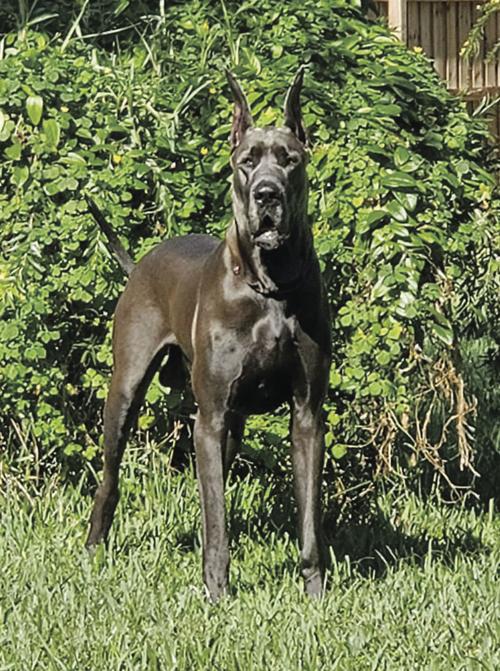 Pet of the Week - Week of March 20, 2020