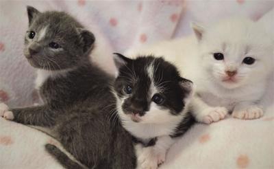 Kitten Shower Aims To Help Supply Foster Care News
